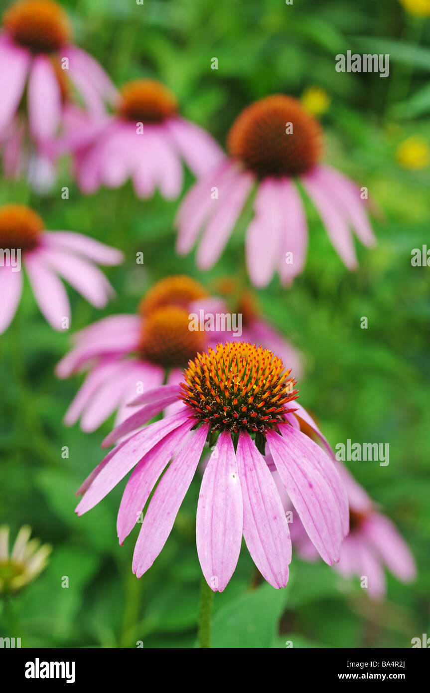 Purple cone flowers in the field Stock Photo Alamy