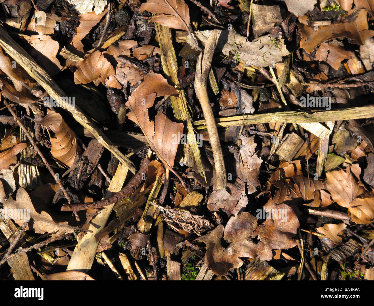 Dried Leaves High Resolution Stock Photography and Images Alamy