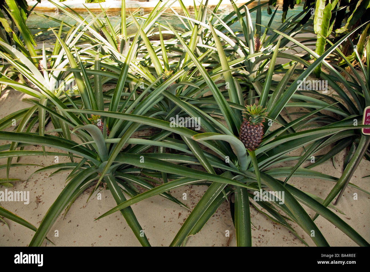Pineapple plants are growing in sand in a Hydroponic Greenhouse in