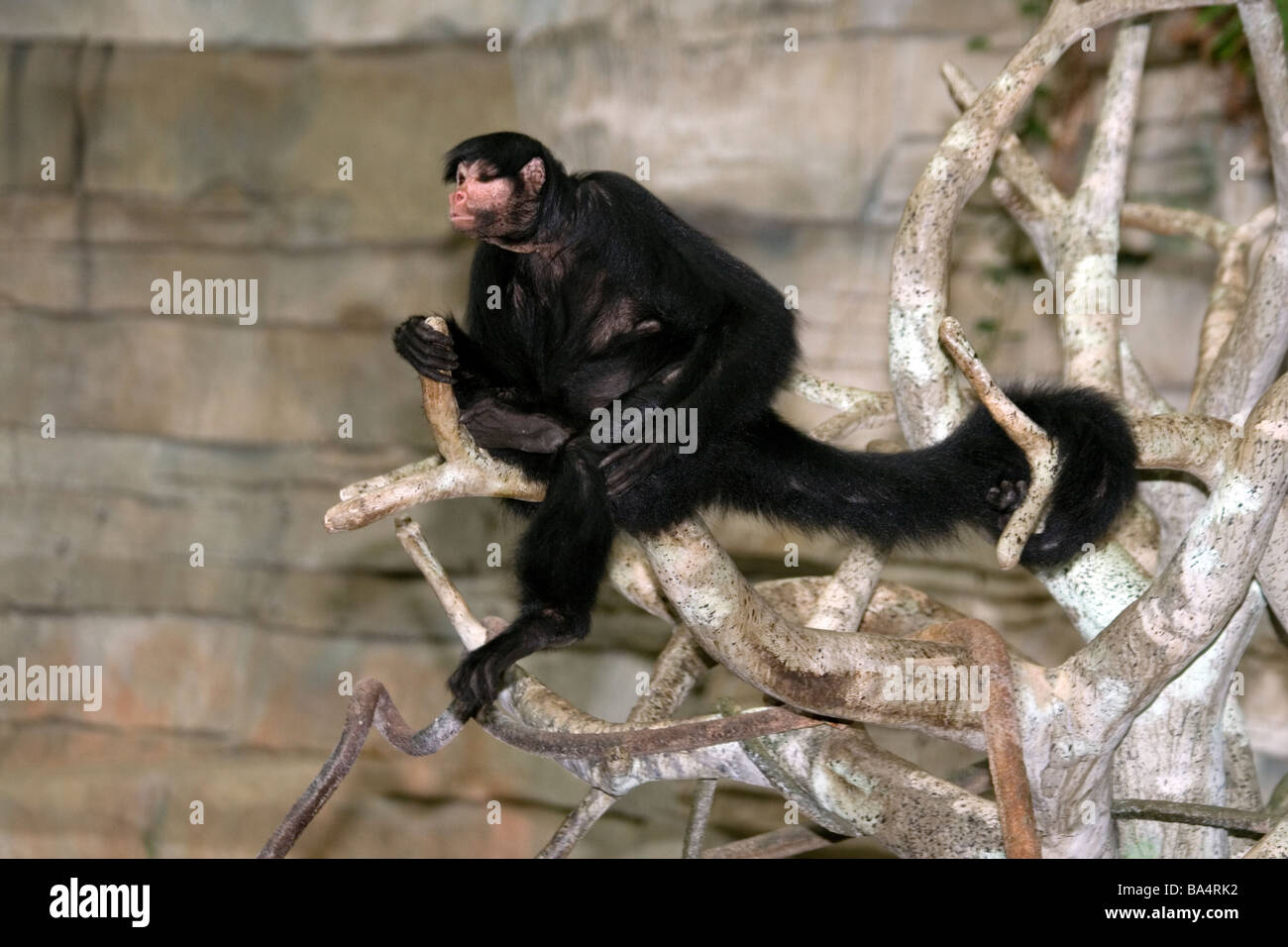 Black-Handed Spider Monkey [ Ateles geoffroyi ] Stock Photo
