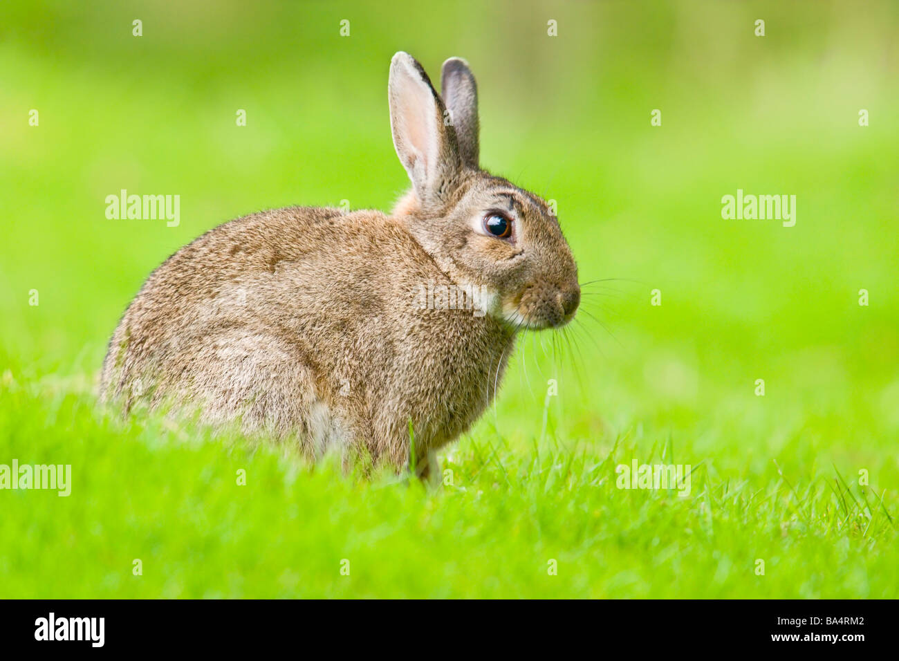Rabbit sat on grassy hillside Stock Photo