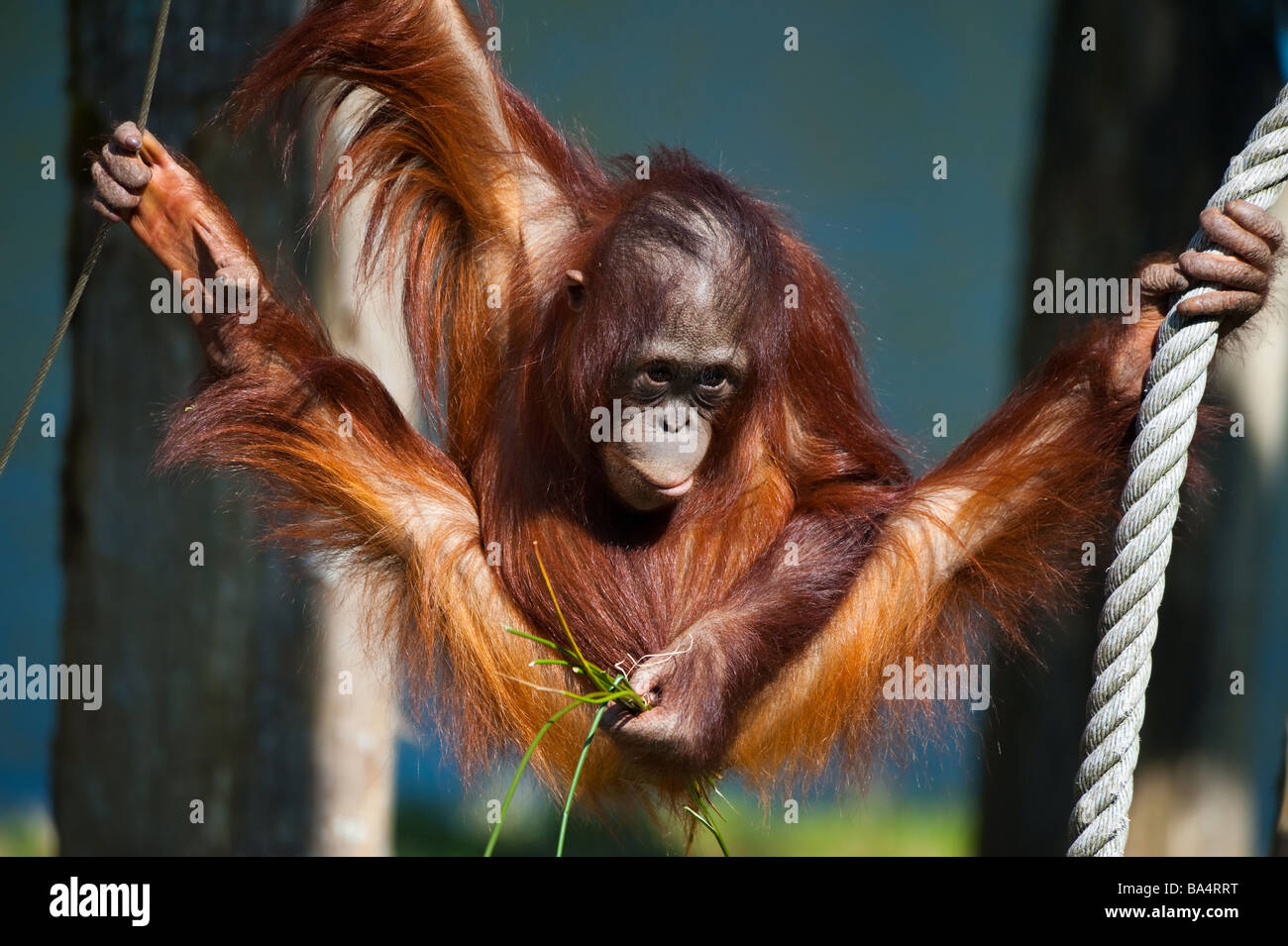 Cute Baby Orangutan Having Fun Stock Photo 23463436 Alamy Cute Baby Orangutan Having Fun Stock Photo 23463436 Alamy