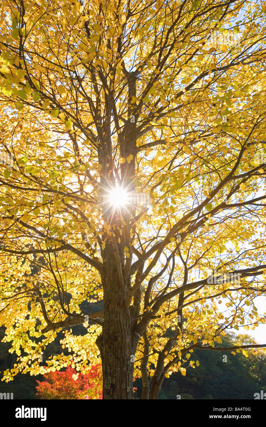 Spring Sun Through Trees Low Sun Through Tree Branches High Resolution Stock Photography and ...