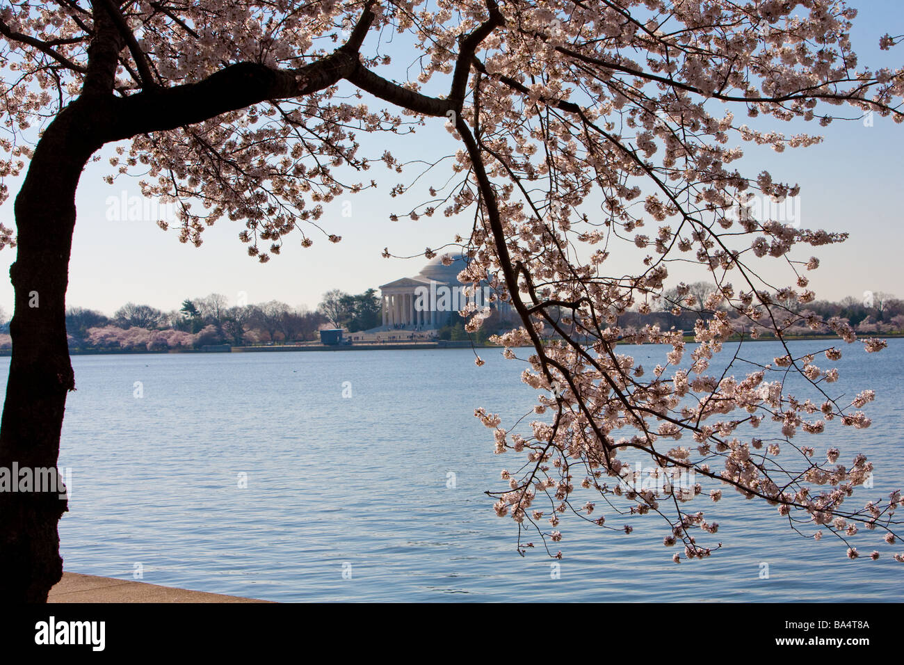 Washington DC Cherry Blossoms Stock Photo - Alamy
