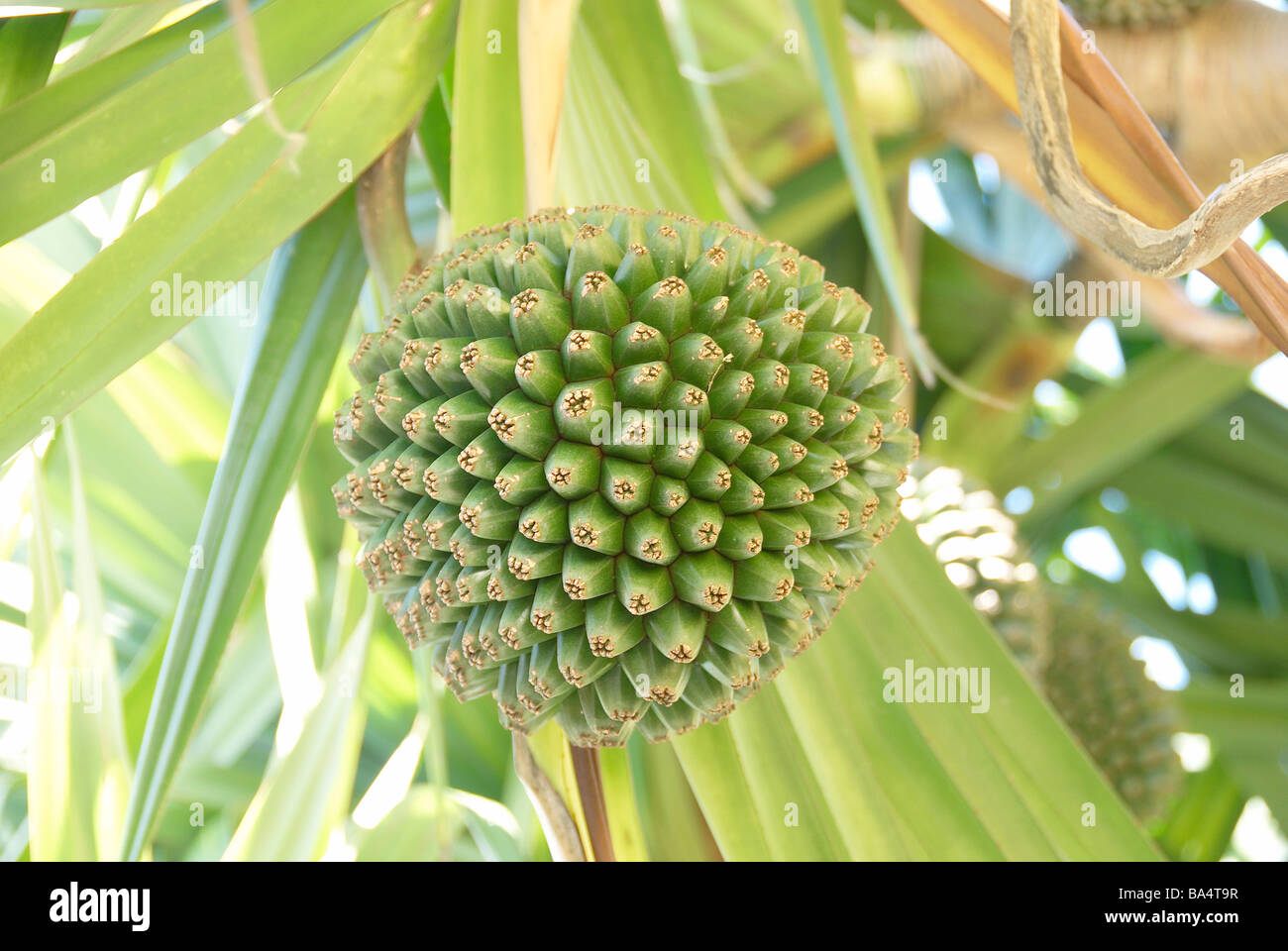 Adan Fruit Tree at Japan,Okinawa Prefecture Stock Photo Alamy
