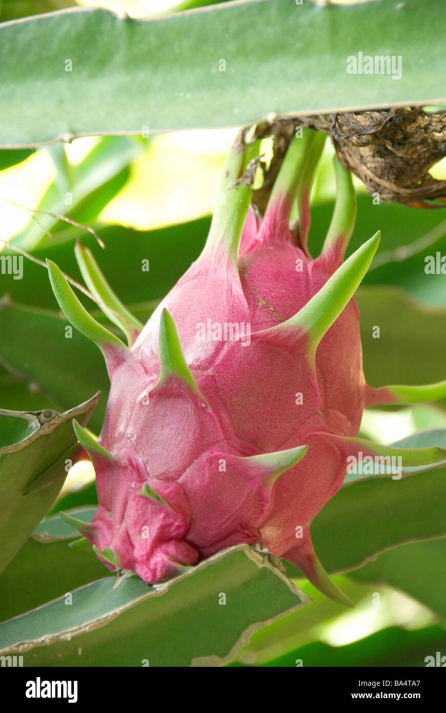 Dragon Fruit at Japan,Okinawa Prefecture Stock Photo Alamy