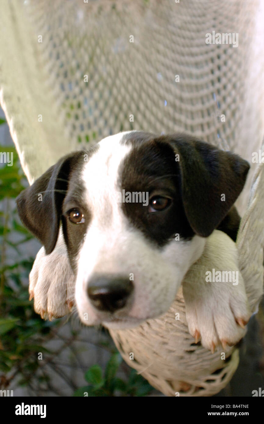 white puppy breeds