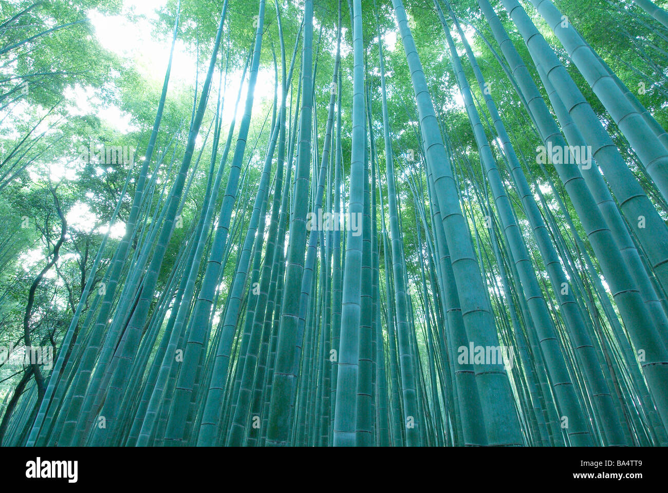 Bamboo Tree in Takebayashi Stock Photo Alamy