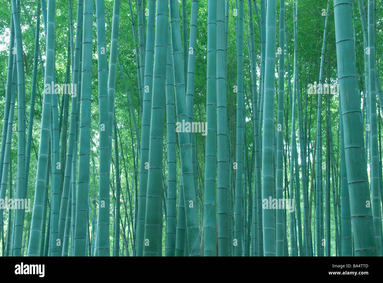 Bamboo Tree in Takebayashi Stock Photo - Alamy
