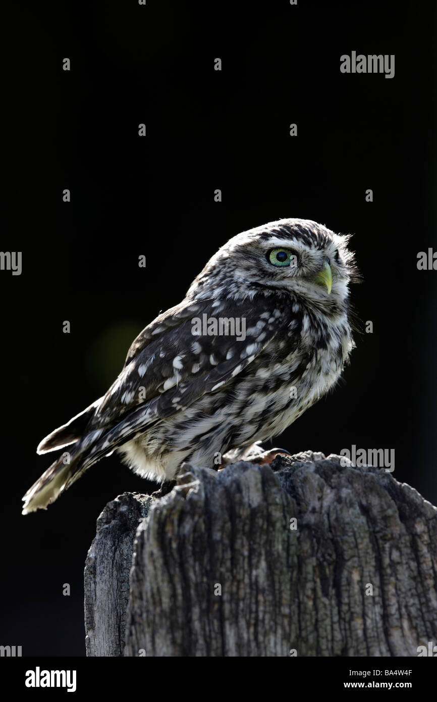 Little Owl Athene noctua backlit Stock Photo