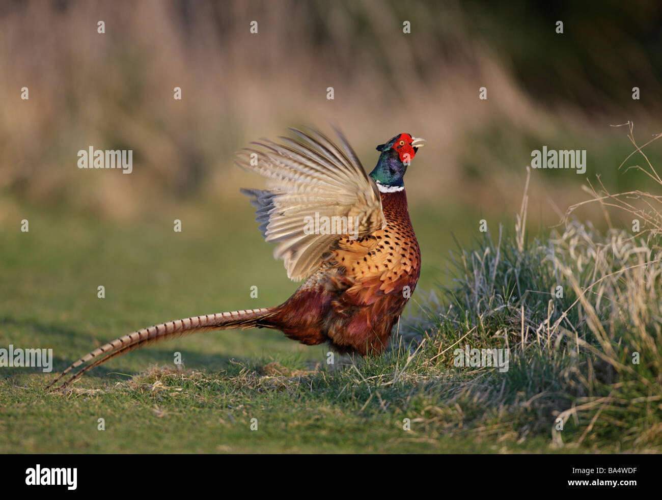 Pheasant Phasianus colchicus call display action Stock Photo