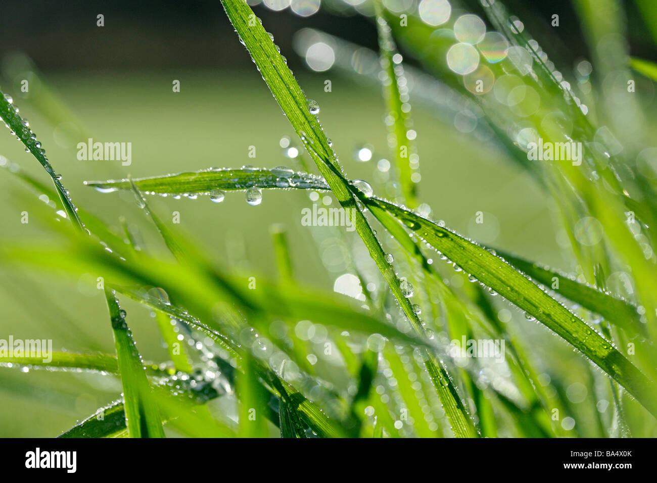 Grass and droplets Stock Photo