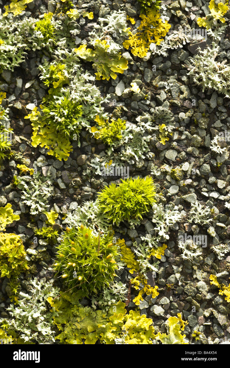 Moss (green - species unknown) and Lichen - Cavenularia hutenii (grey) and Xanthoria aureola (yellow). Stock Photo