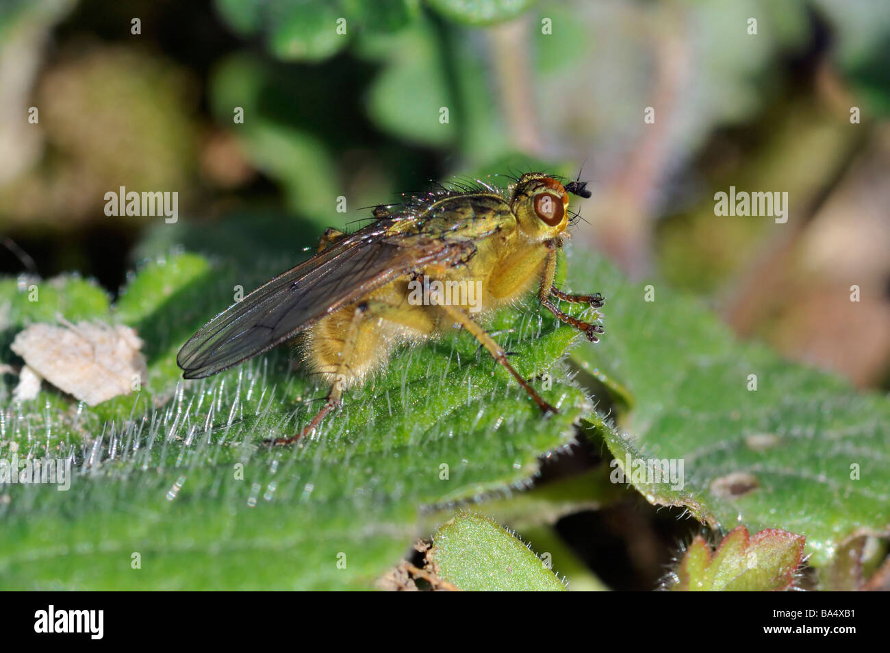 Swamp Fly Scathophaga furcata Stock Photo Alamy