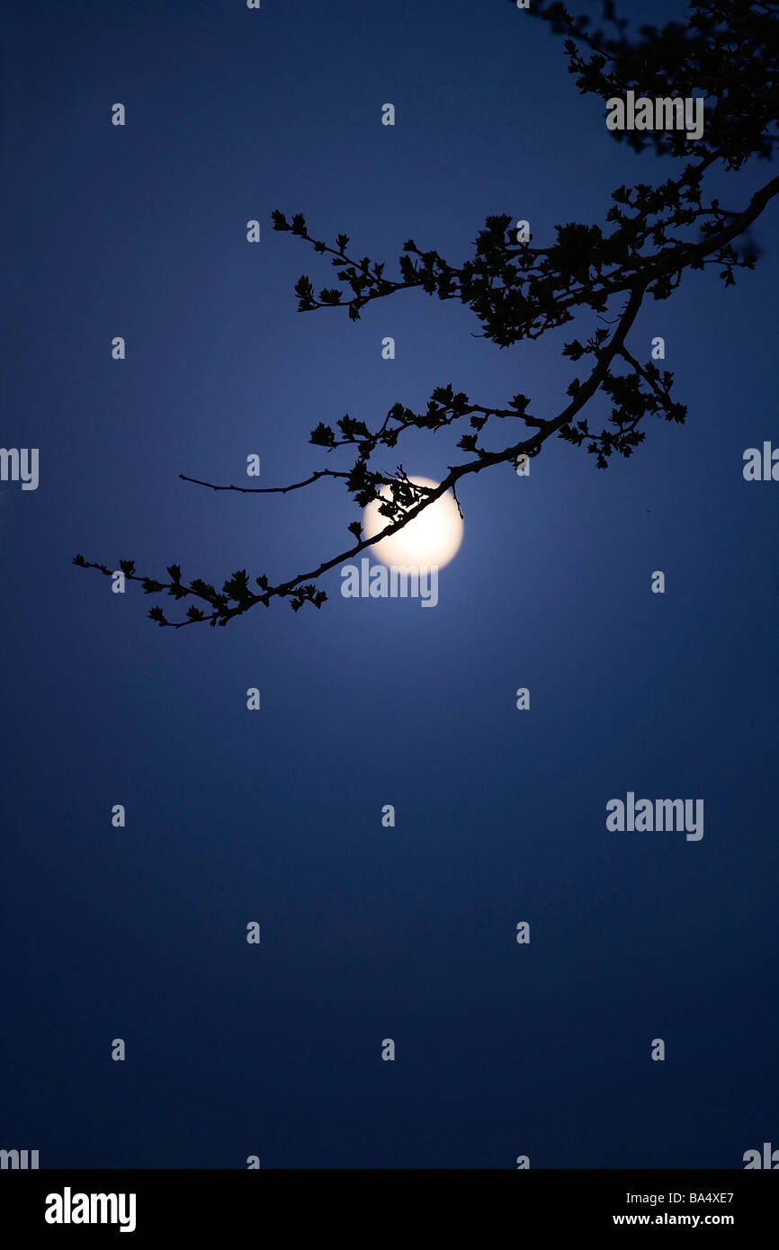 Full moon through tree branches on English spring evening Stock Photo