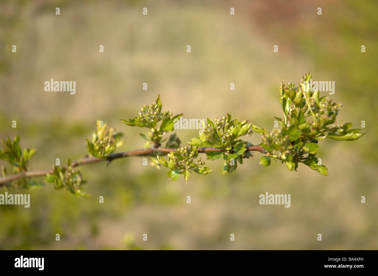 Nature earth tree branch hi-res stock photography and images - Alamy