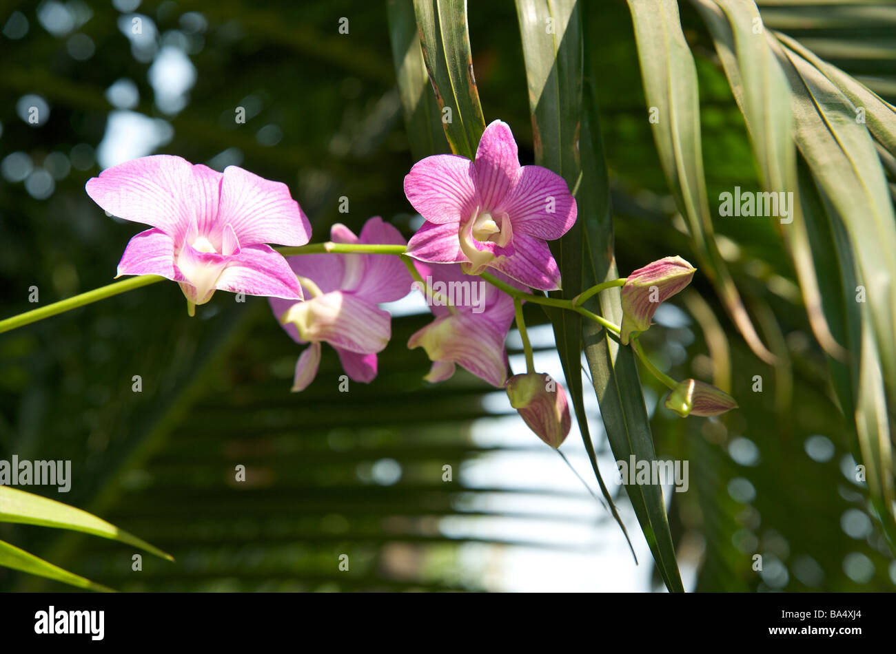 Purple orchids grow from a coconut shell tied to a tree in the grounds of Wat Pho temple Bangkok Thailand Stock Photo