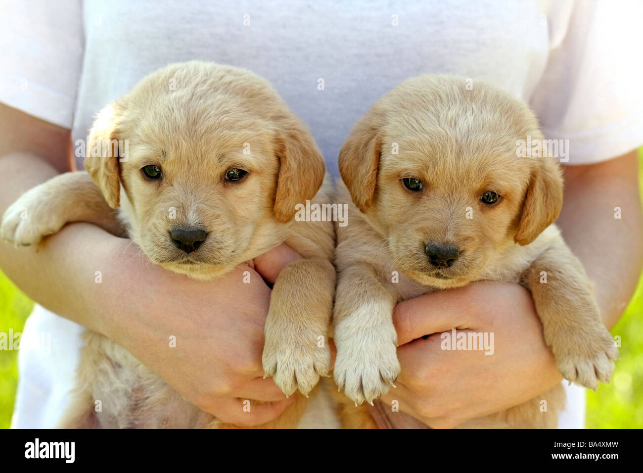 How Much Labrador Puppies Cost In India