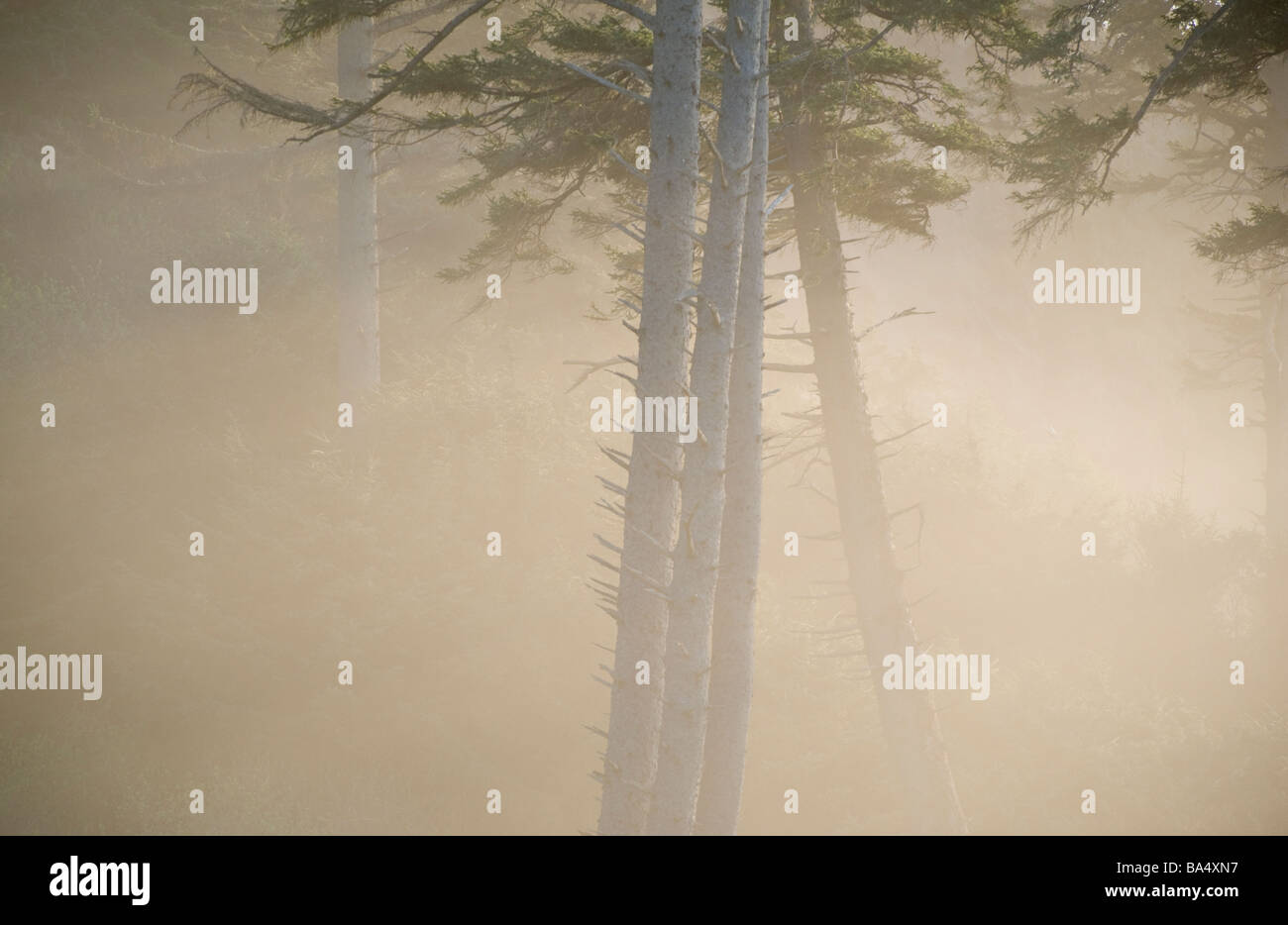Trees in mist, Ecola State Park, Oregon Coast Stock Photo