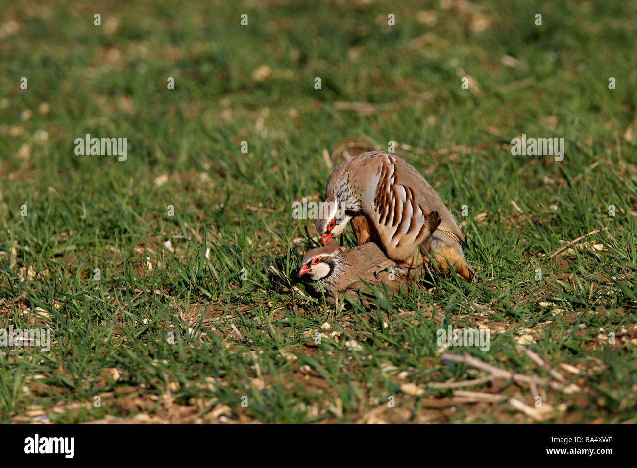 Mating hires stock photography and images Alamy