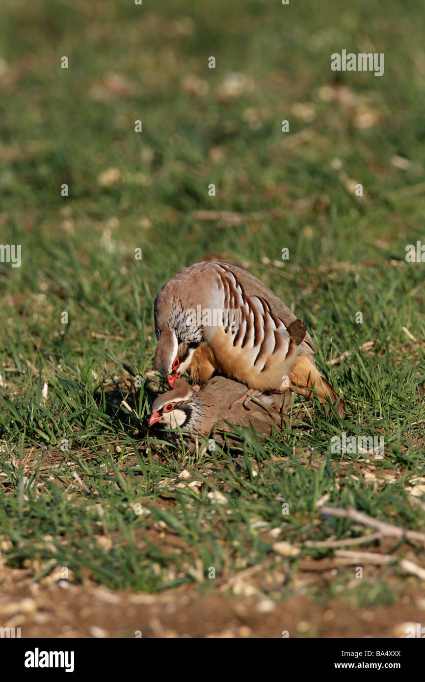 Red-legged Partridge Alectoris rufa mating Stock Photo - Alamy