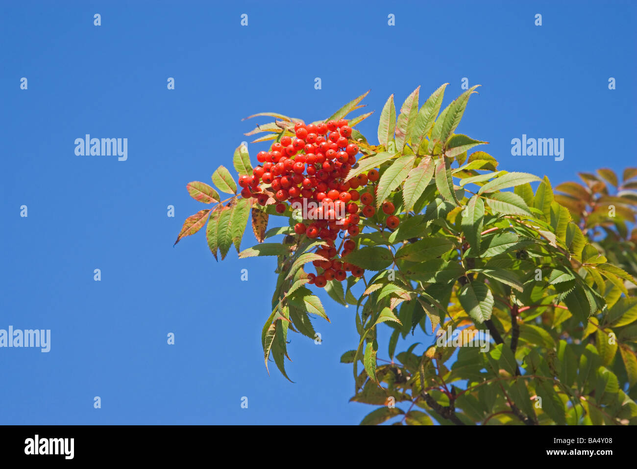Fruits Growing on Checker Tree against Blue Sky Stock Photo