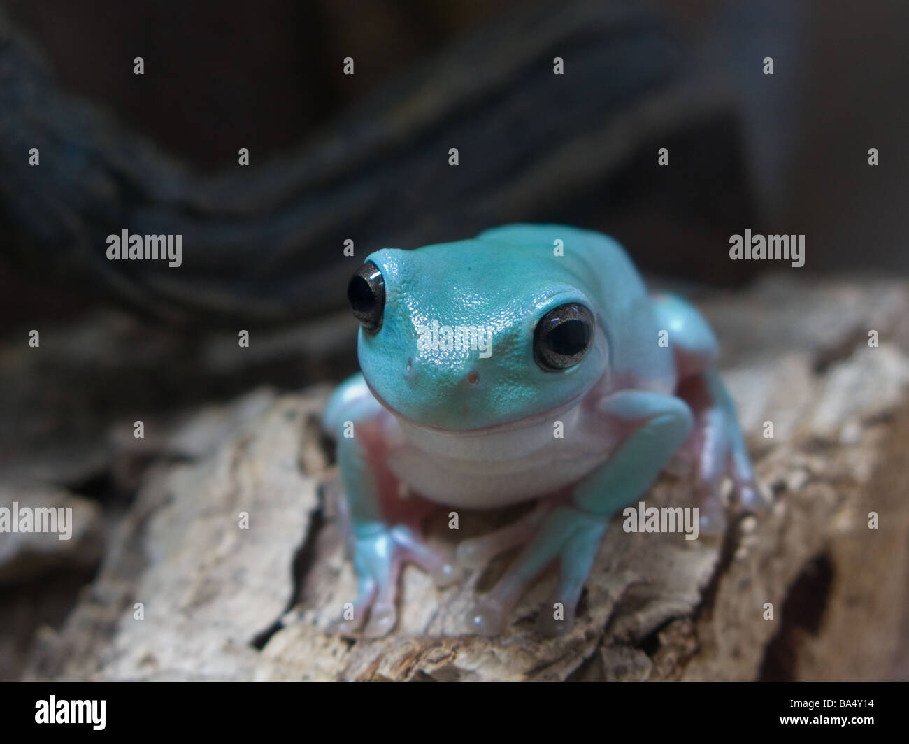 Baby Blue Tree Frog