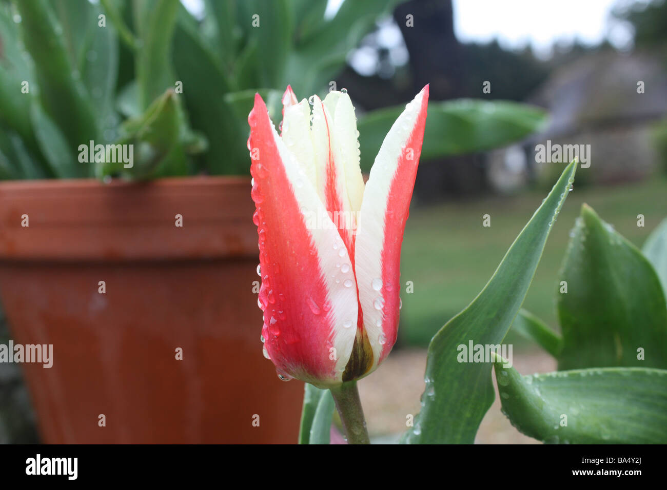 Rain Raindrop Tulip Flower High Resolution Stock Photography and Images ...