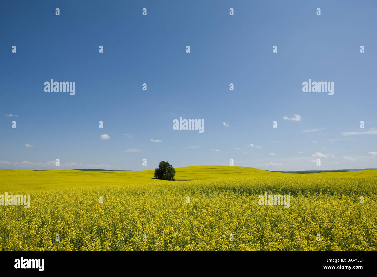 View of mustard field in alberta hires stock photography and images Alamy