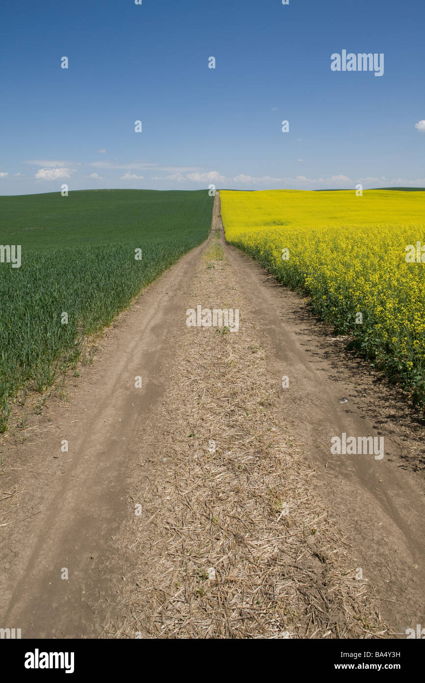 Road Between Two Fields in Alberta, Canada Stock Photo