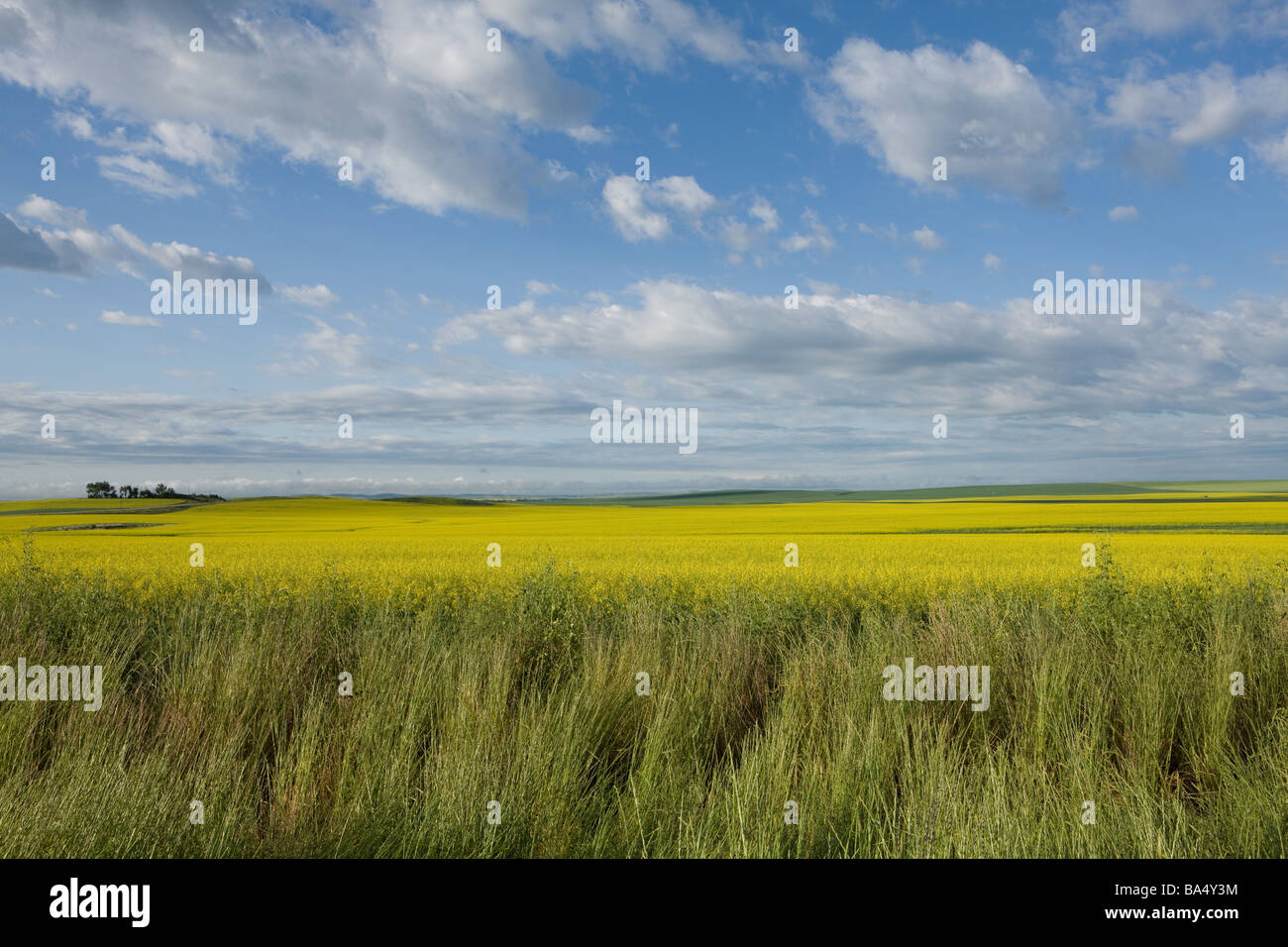 View of Field in Alberta, Canada Stock Photo