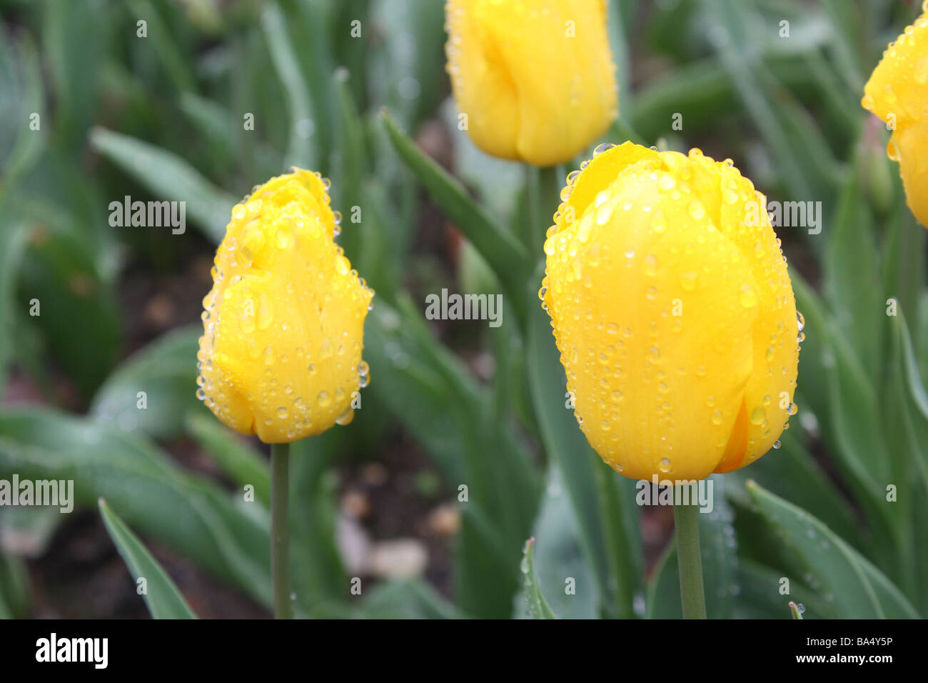 Rain raindrop tulip flower hi-res stock photography and images - Alamy