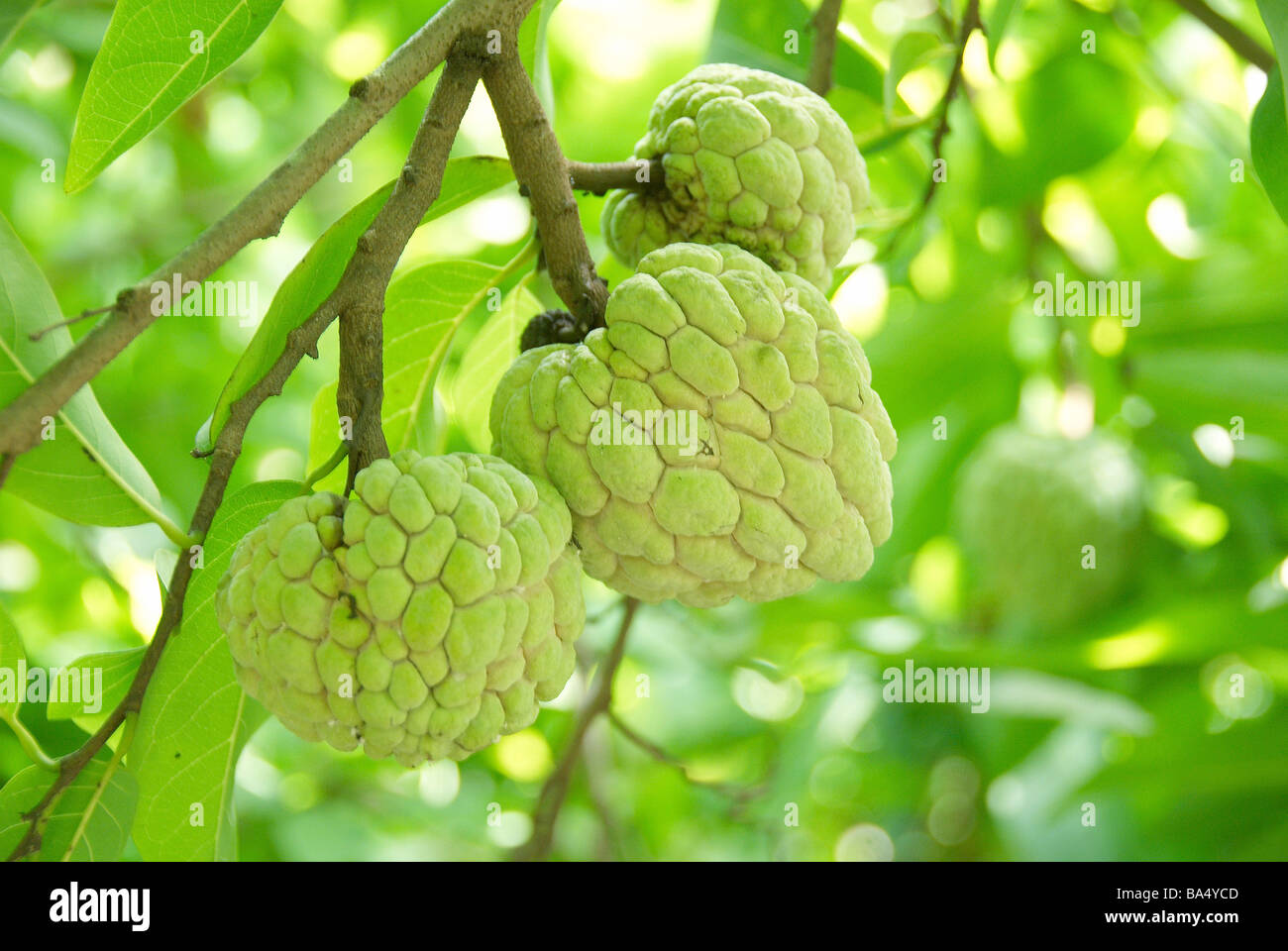 Okinawa fruit hires stock photography and images Alamy