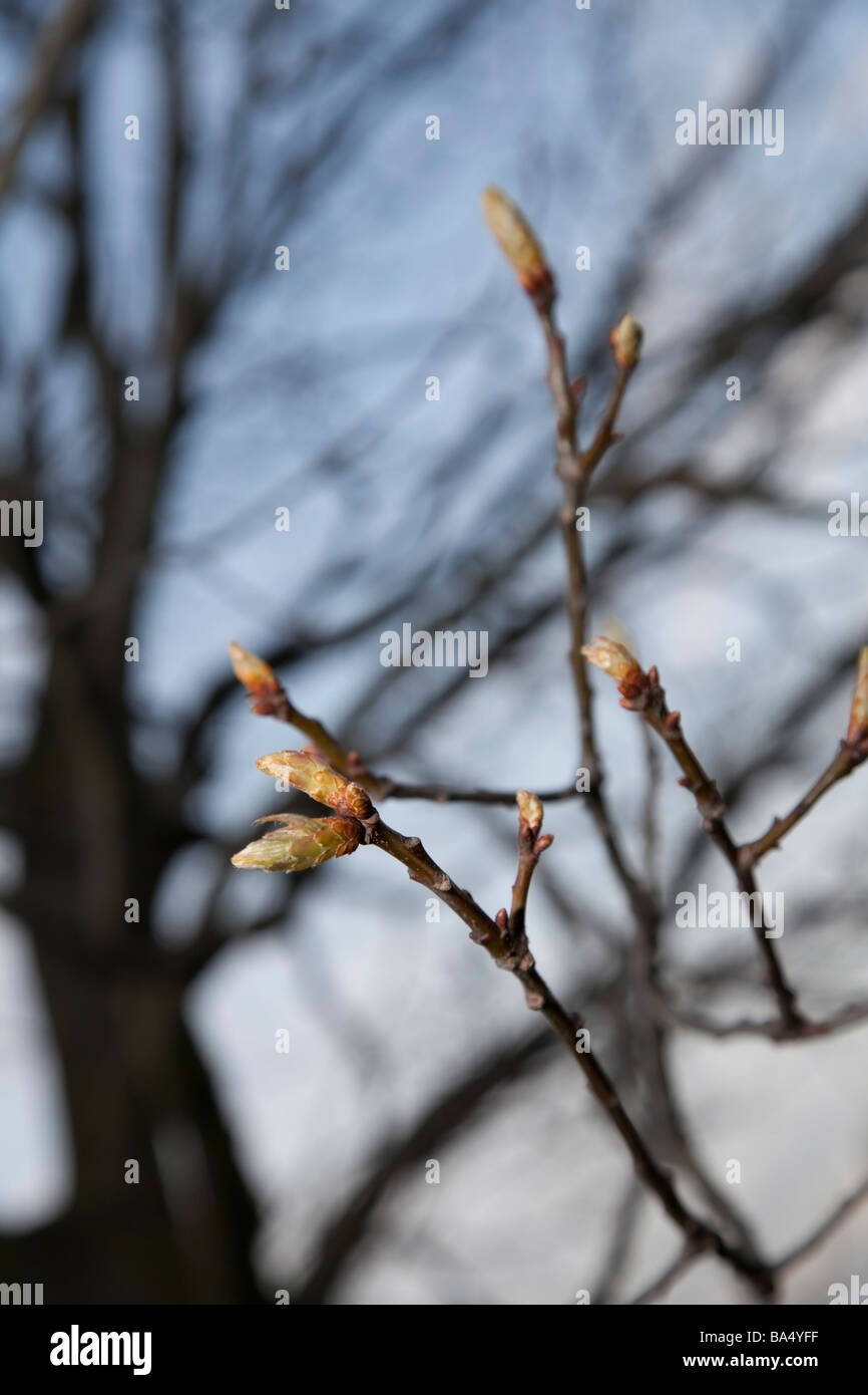 Spring in the park. Stock Photo