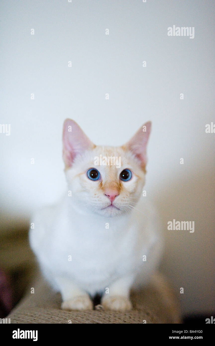 Flame point Siamese kitten. Stock Photo