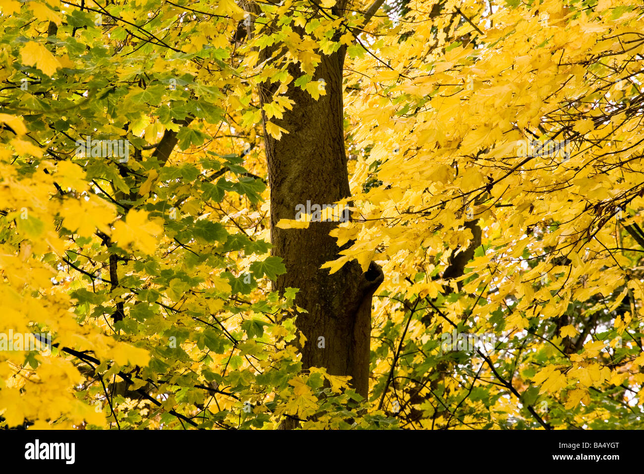 Tree surrounded by colourful yellow leaves in autumn Stock Photo