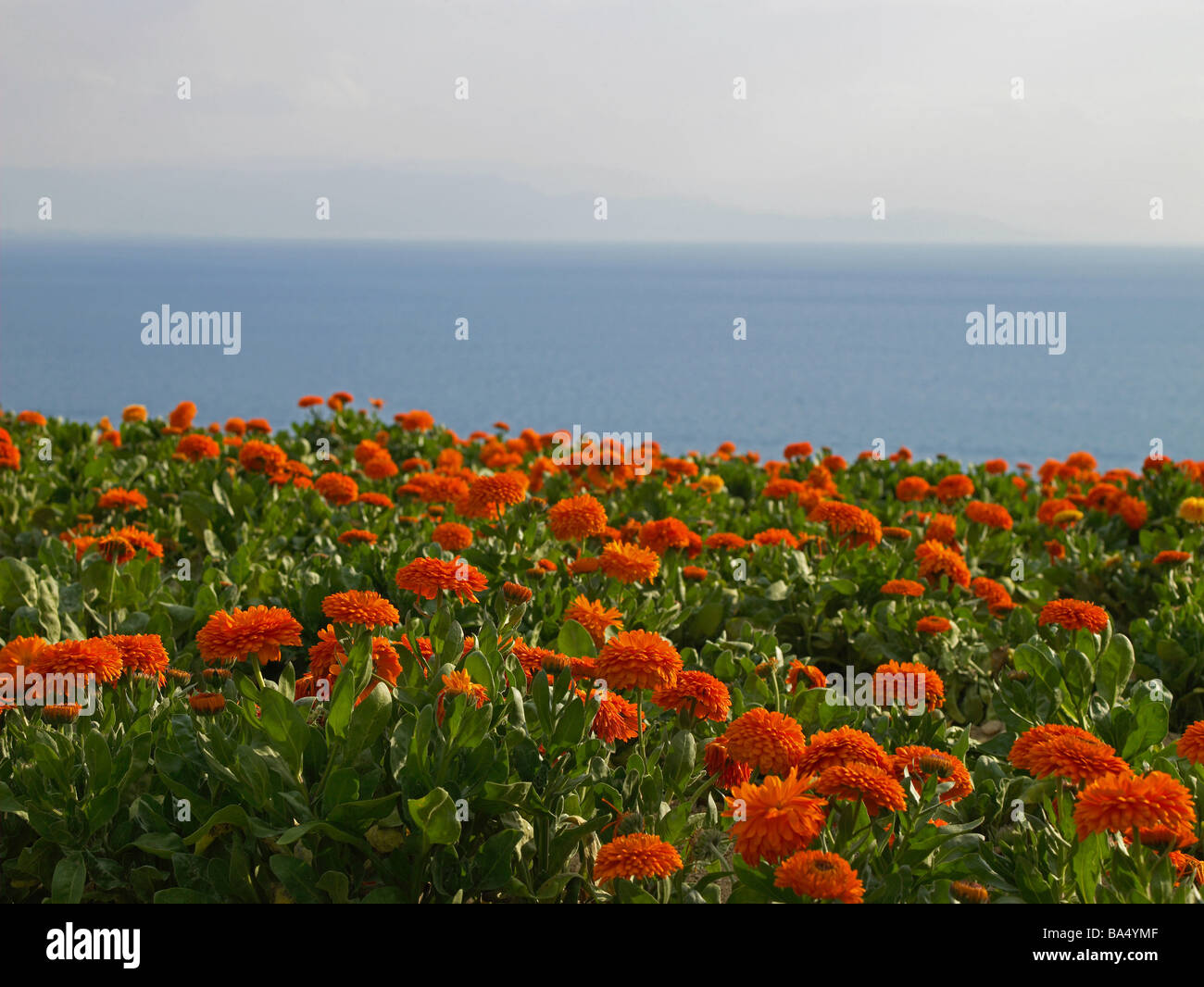 Orange Marigolds Growing Winter Stock Photo Alamy