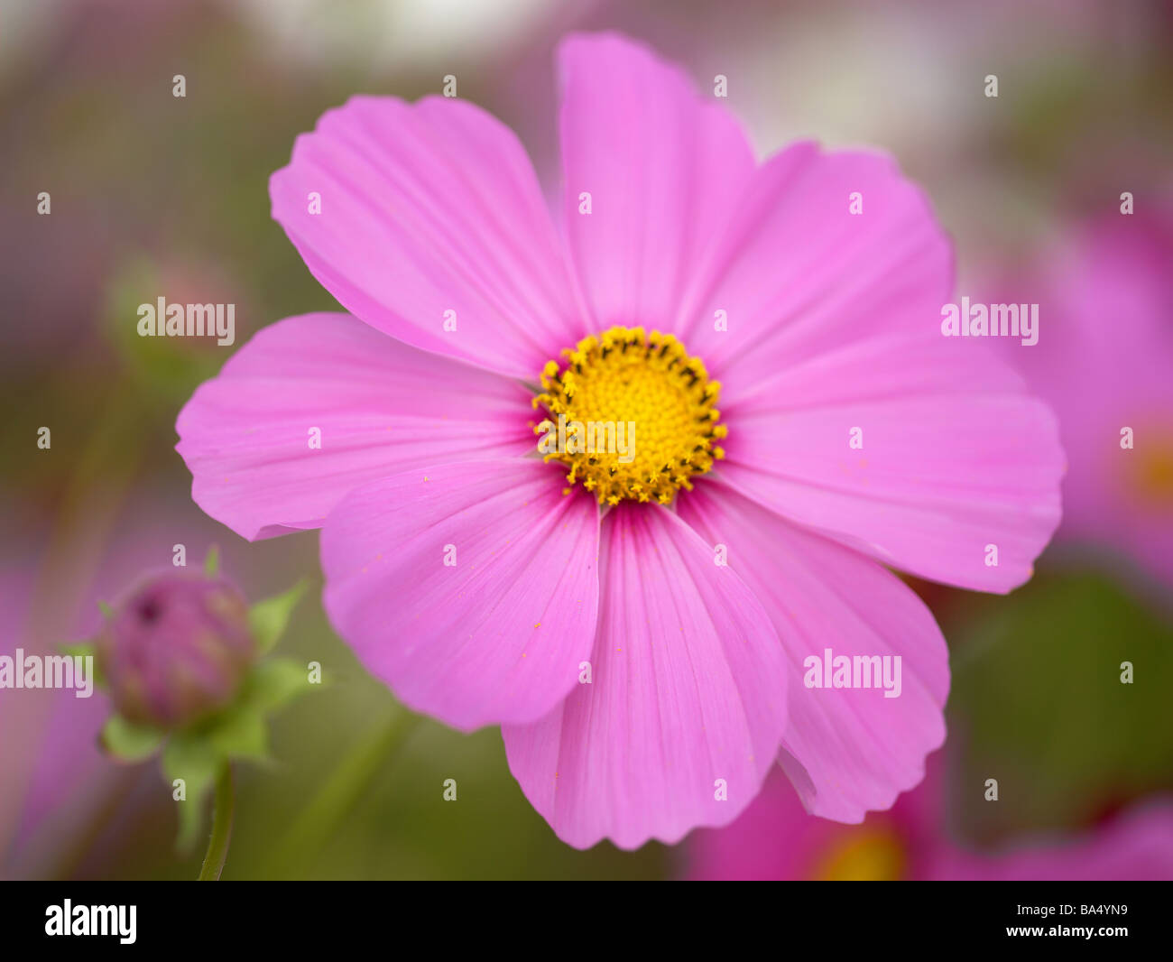 Cosmos flower field hi-res stock photography and images - Alamy