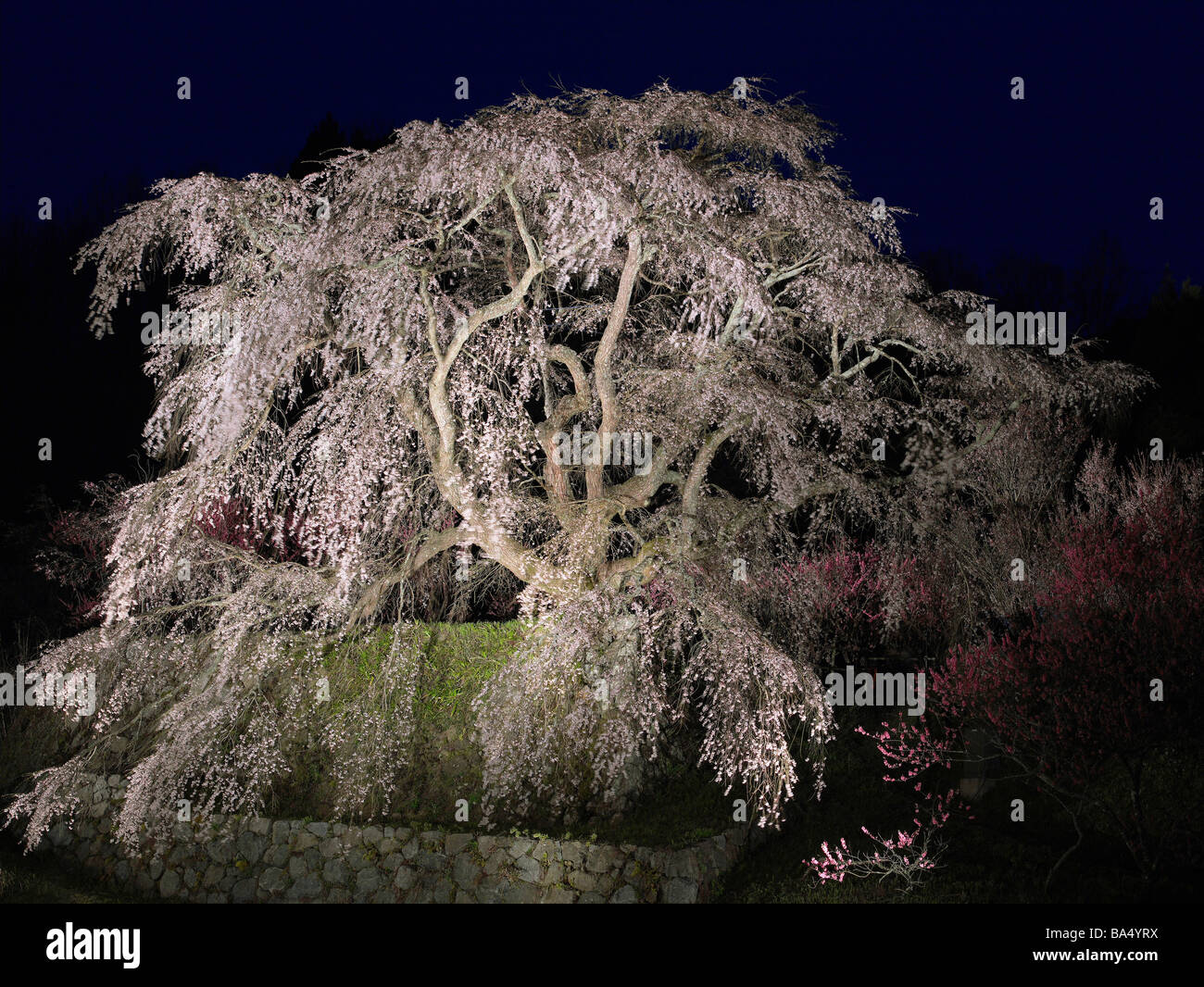 Cherry Blossom Tree in Spring Stock Photo - Alamy