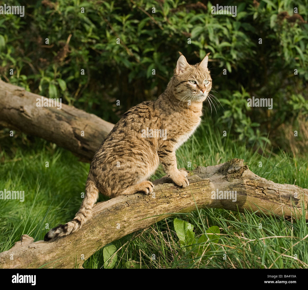 Male Asian wildcat or Indian desert cat ( Felis silvestris ornata), N W India Pakistan Captive