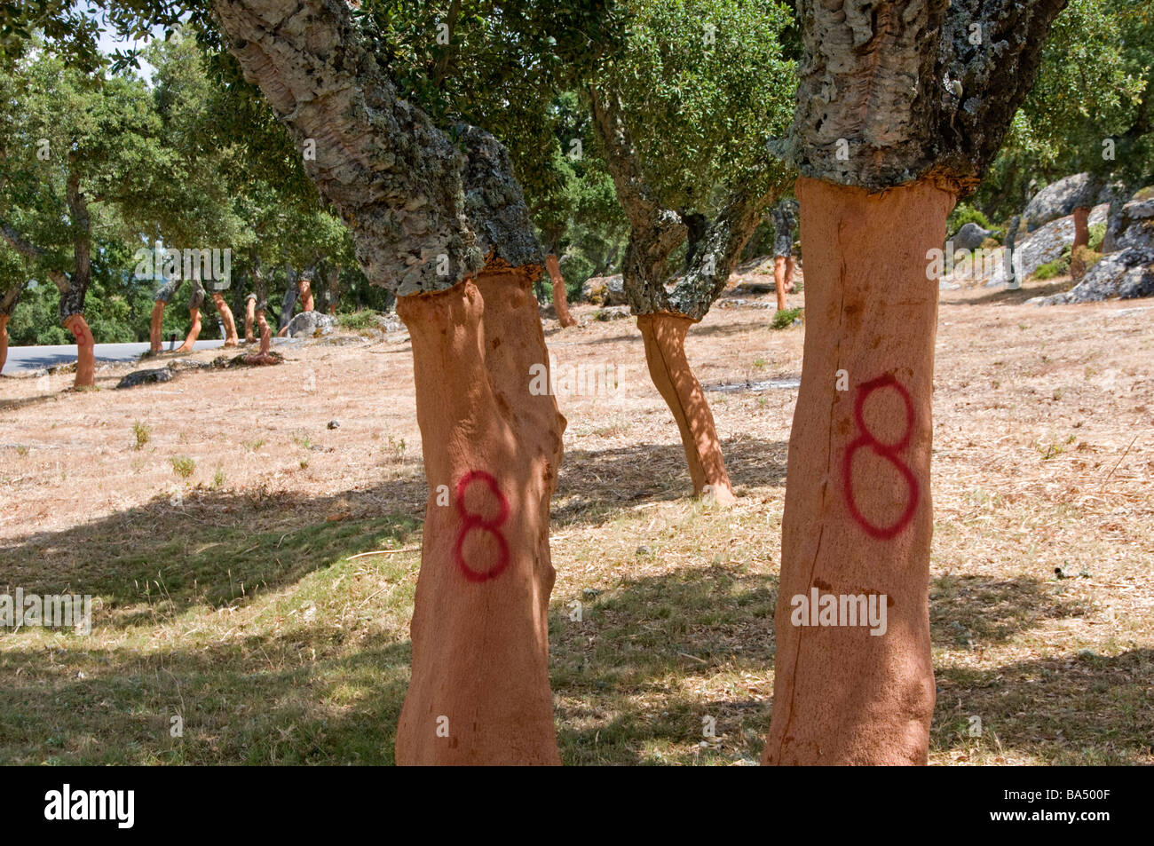 Newly harvested Cork Oak bark (Quercus suber) Number 8 indicates year of harvest 2008 Stock Photo