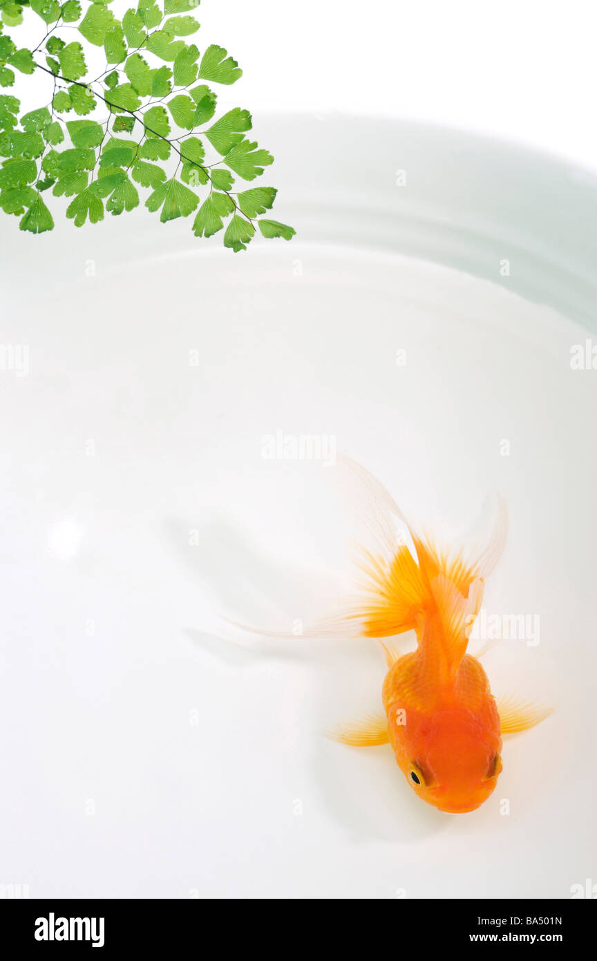 One goldfish swimming with plant Stock Photo