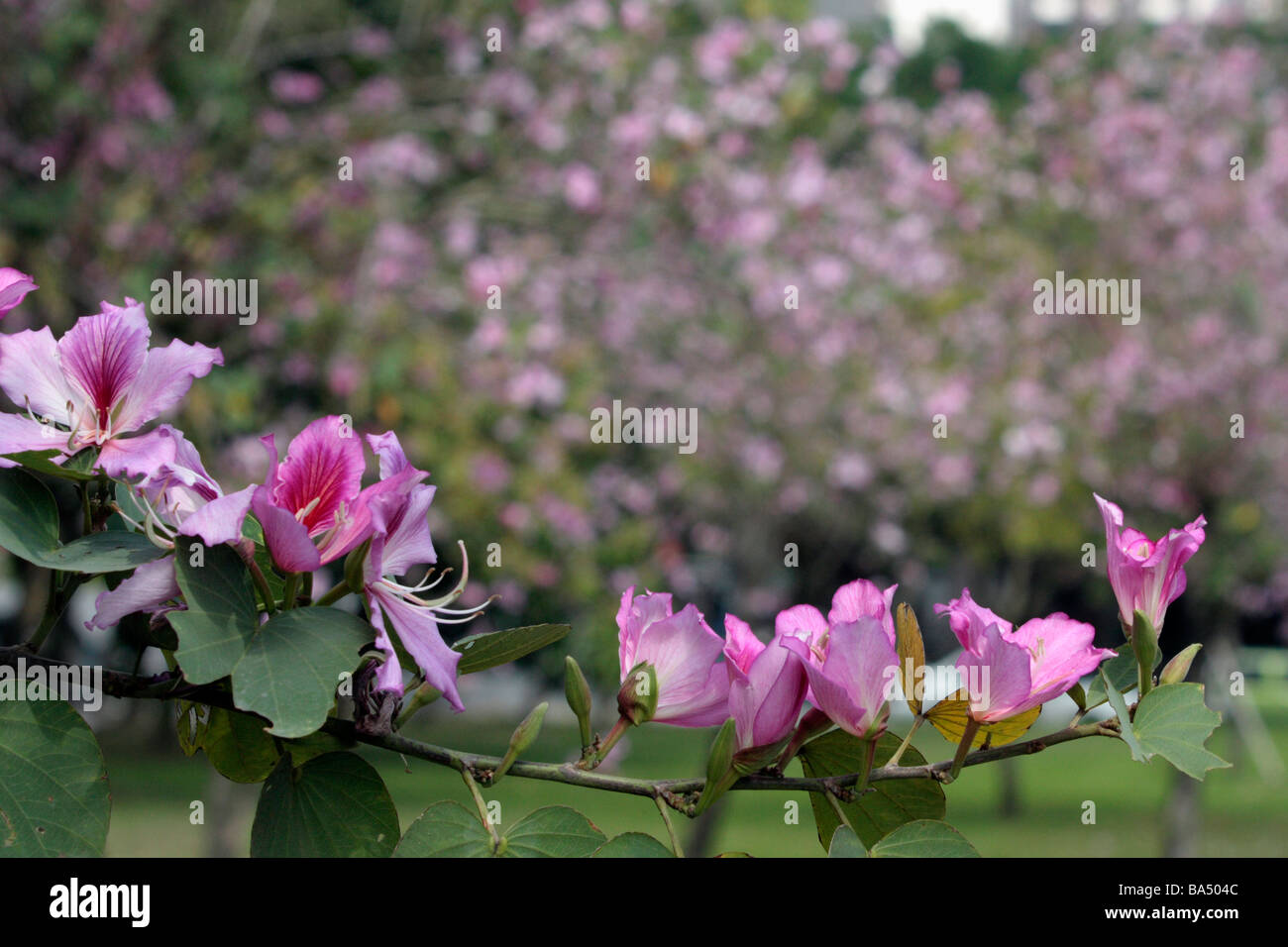 Tabebuia pentaphylla flowers bloom in spring Taiwan Stock Photo