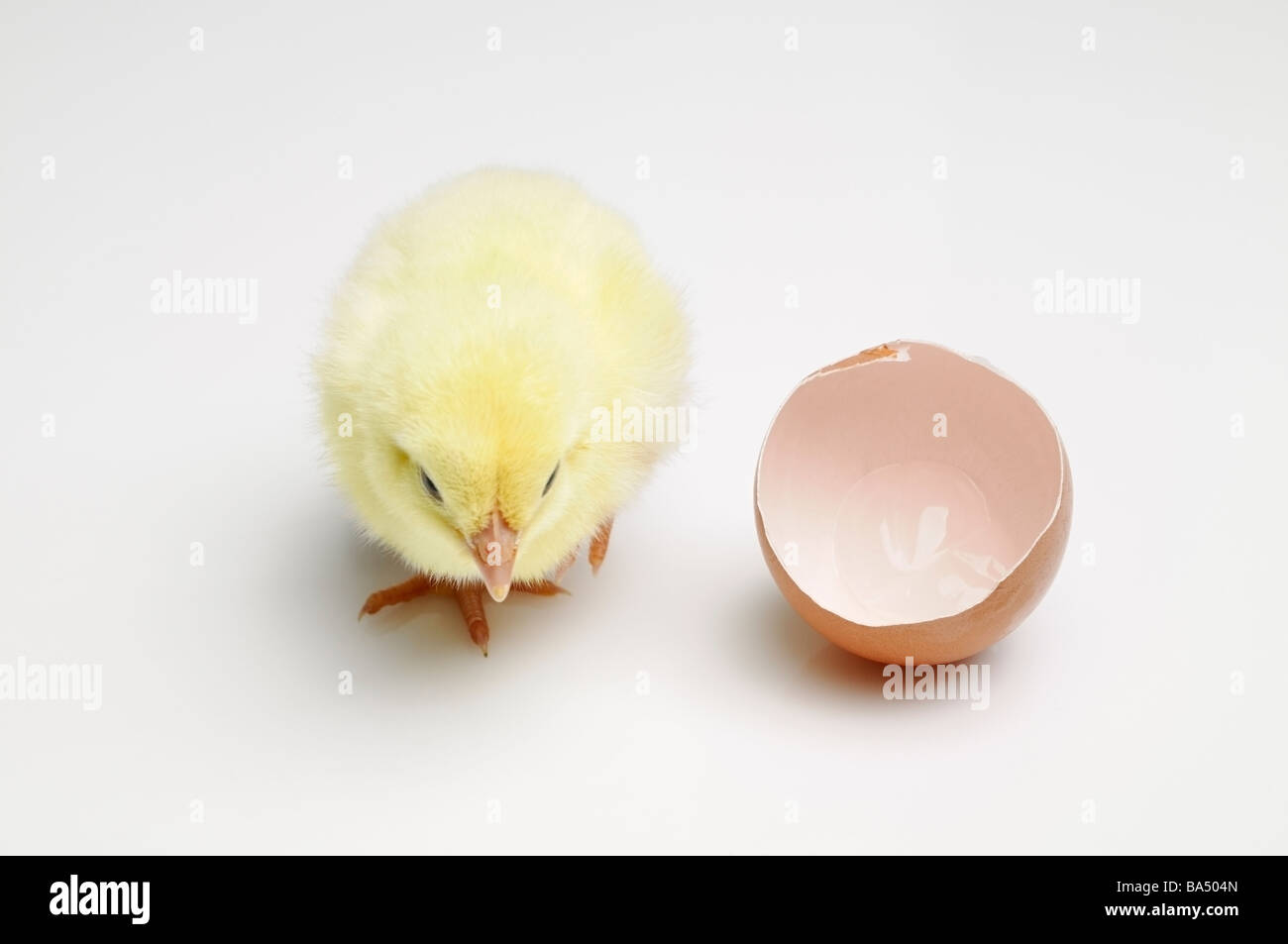 New Born Chick Walking Away from a Broken Eggshell High Angle Stock Photo