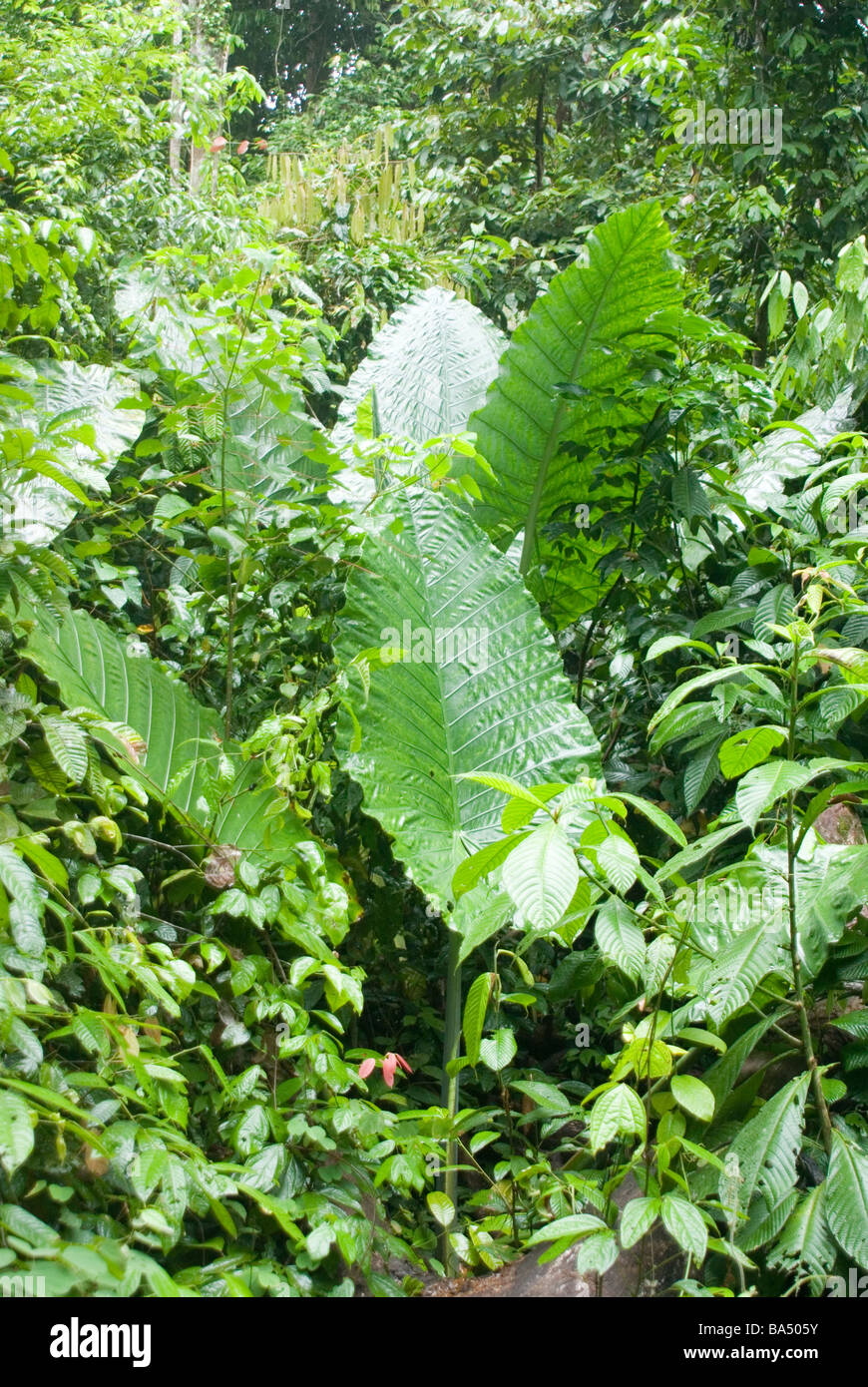 Jungle leaves near Batu Ferringhi, Penang, Malaysia Stock Photo