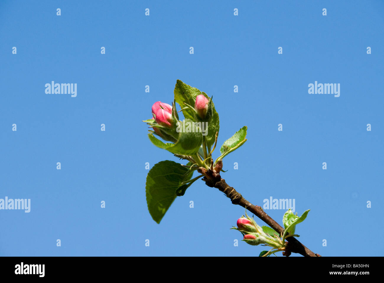 Appel flowers on appel tree in spring Jutland Denmark Stock Photo