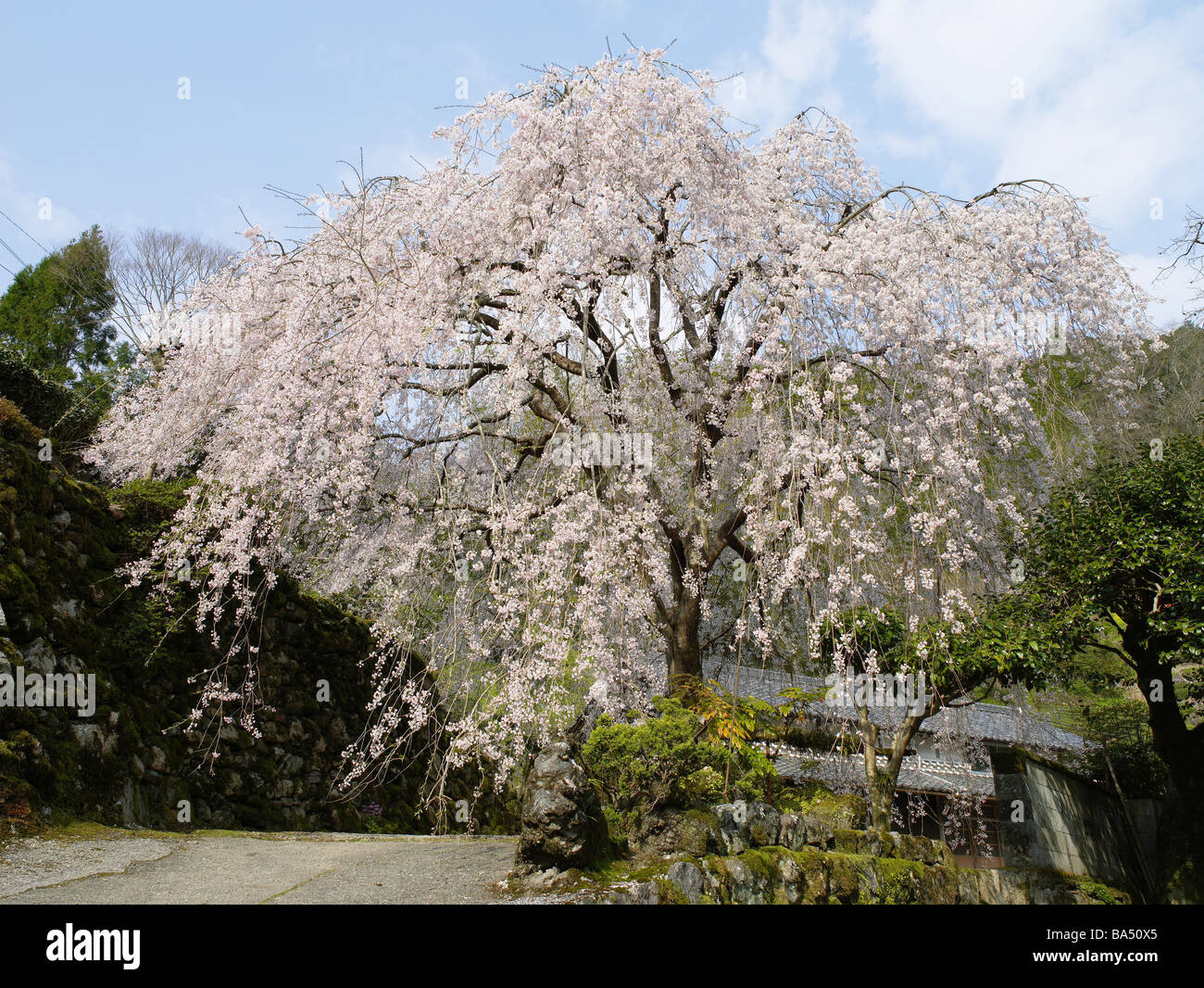 Weeping cherry tree hires stock photography and images Alamy