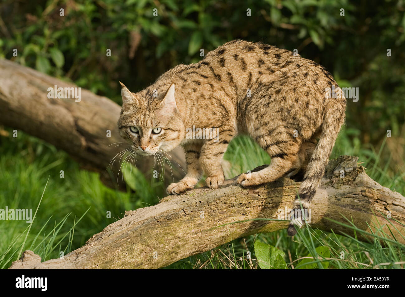 Male Asian wildcat or Indian desert cat ( Felis silvestris ornata), N W India Pakistan Captive