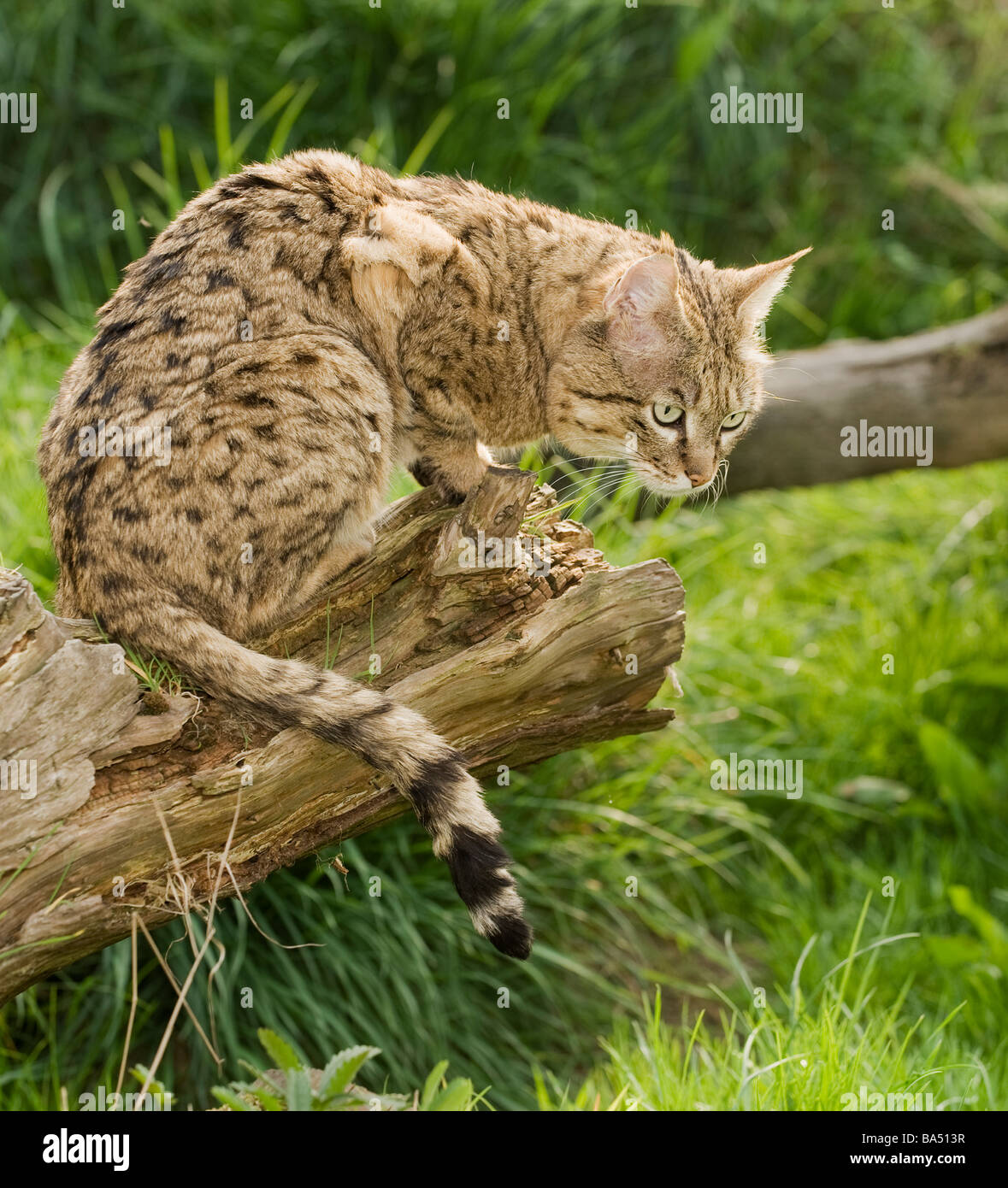 Male Asian wildcat or Indian desert cat ( Felis silvestris ornata), N W India Pakistan Captive
