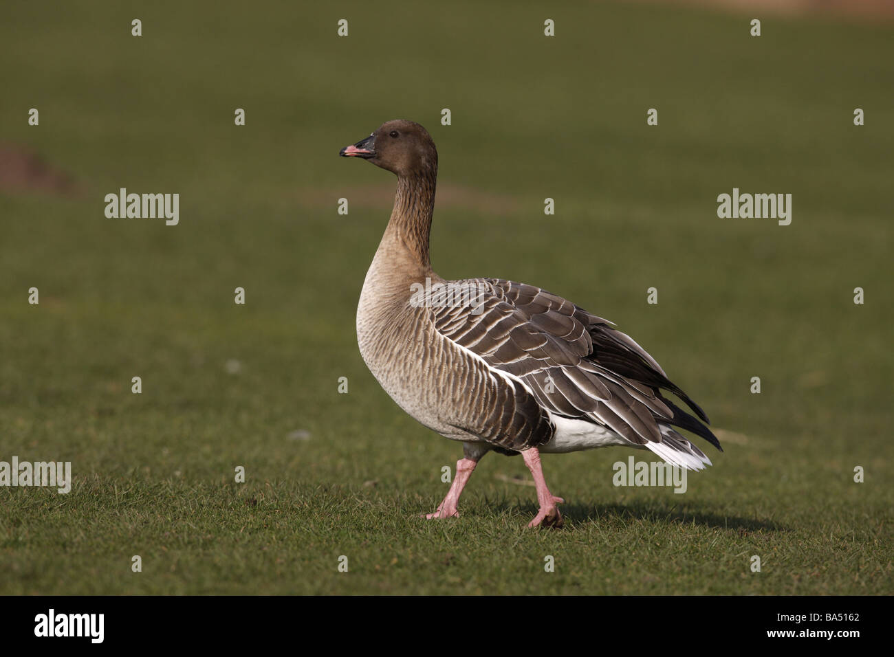 Pink footed goose Anser brachyrhynchus Scotland spring Stock Photo